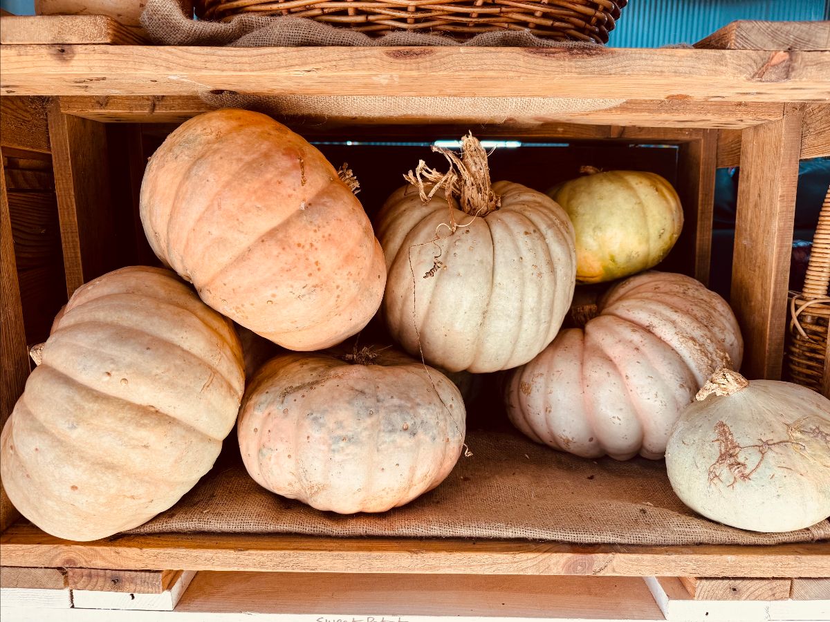 Assorted pale orange and white pumpkins stacked in a rustic wooden crate lined with burlap. A wicker basket sits on top of the crate.