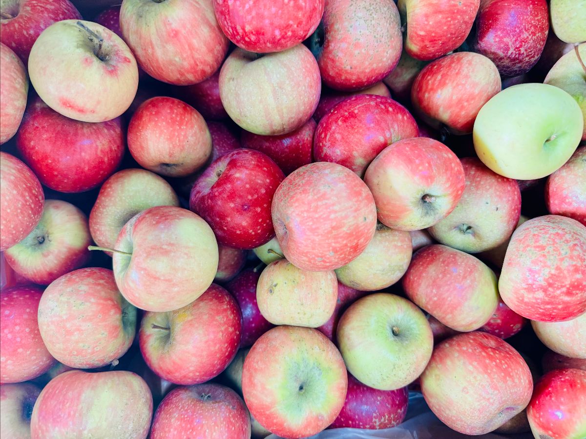 Close-up of a pile of apples in mixed red and green hues, tightly filling the frame. Some apples show stems and natural speckling on their skins.