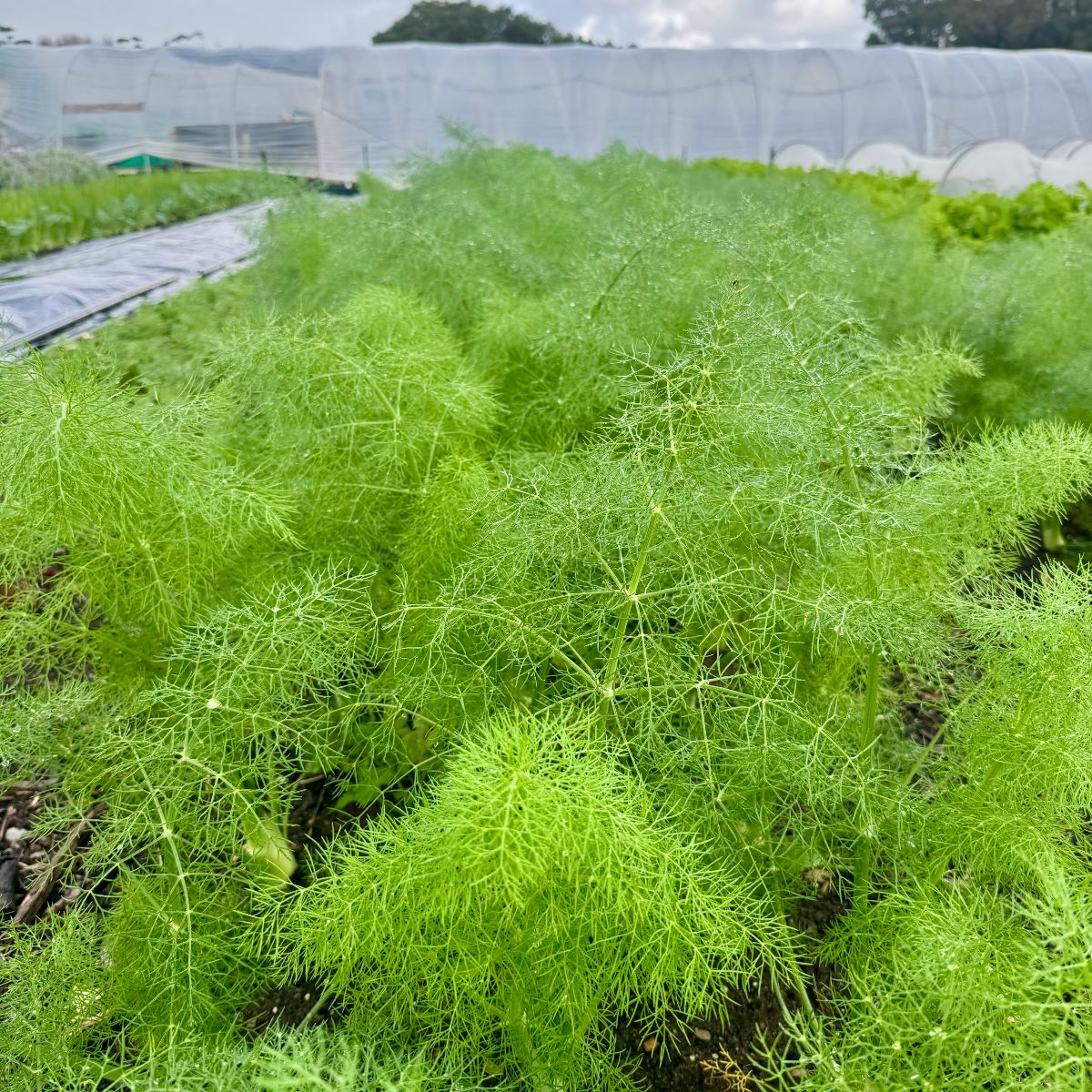 Close-up of dense, feathery green plants growing in a farm field. Plastic-covered polytunnels and rows of crops are visible in the background under a cloudy sky.