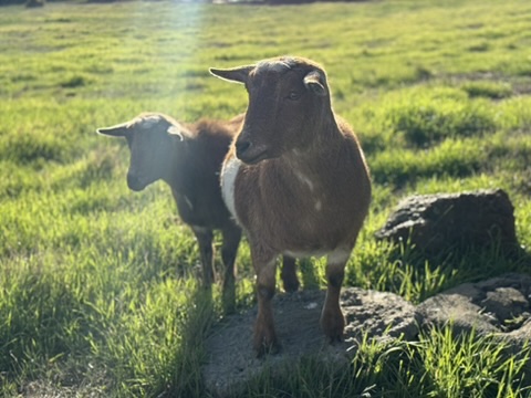 Two goats stand on a rock in a grassy field, lit by low sunlight. One brown goat is in front facing the camera, with a darker goat standing slightly behind.