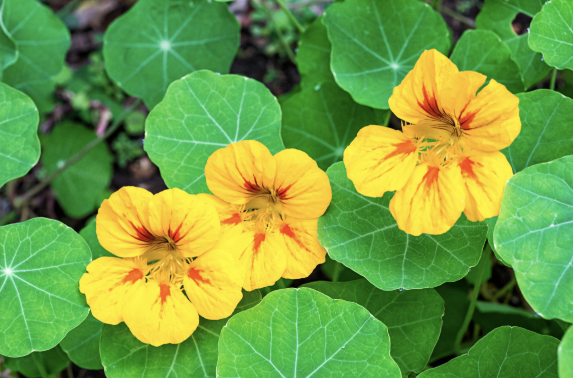 Close-up of three bright yellow-orange flowers with red centers surrounded by round green leaves with pale veins. The leaves fill most of the frame, creating a dense green background.