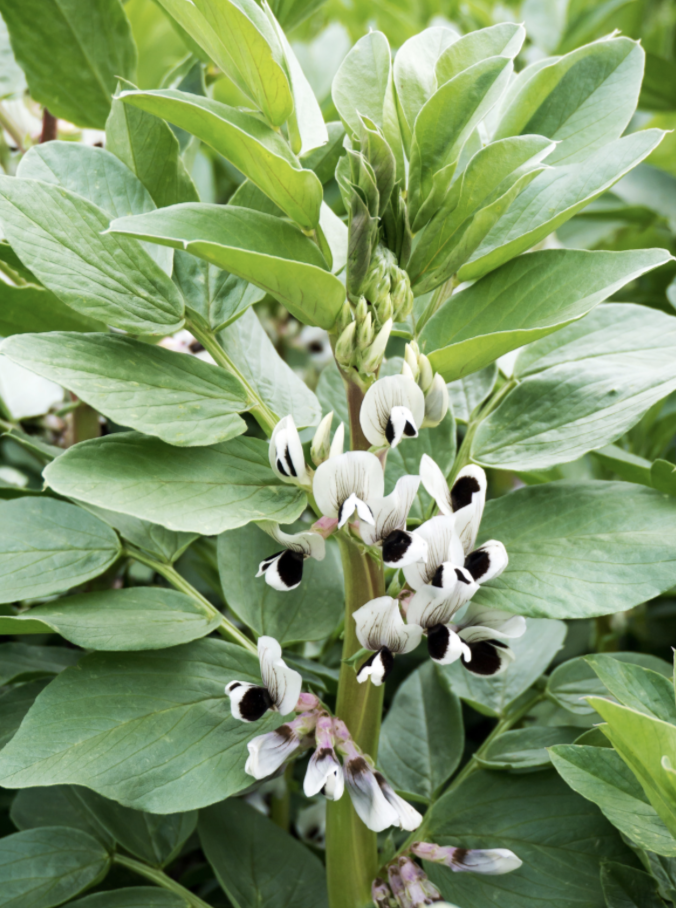 Close-up of a green leafy plant with clusters of small white flowers marked with dark purple-black spots. The thick stem and broad oval leaves fill the frame with a soft green background.