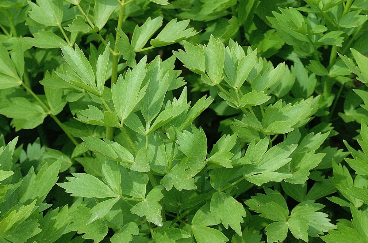 Close-up of dense green leafy herb plants filling the frame, with small flat leaves that have pointed, serrated edges. Multiple stems and overlapping leaves create a textured, bright-green background.