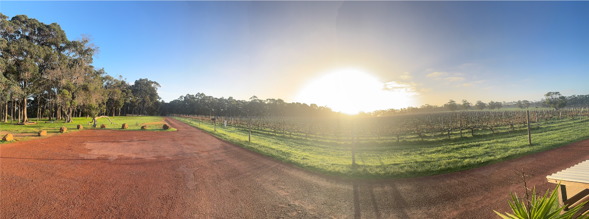 Panoramic view of a farm at sunrise with a wide red dirt road in the foreground and rows of vineyard posts and green grass to the right. Tall trees line the left side under a clear blue sky, with the sun low near the horizon.