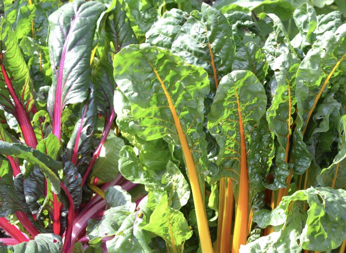 Close-up of leafy Swiss chard growing in a garden bed, with broad green leaves and bright red, pink, and yellow stems. Sunlight highlights the glossy, textured foliage.