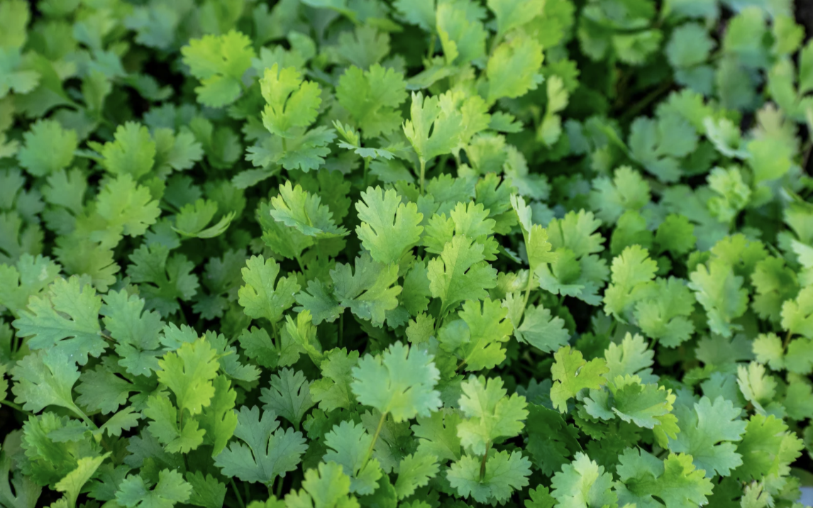 Close-up of dense, bright green herb leaves with scalloped edges filling the frame. The foliage forms a thick, leafy ground cover with no other objects visible.