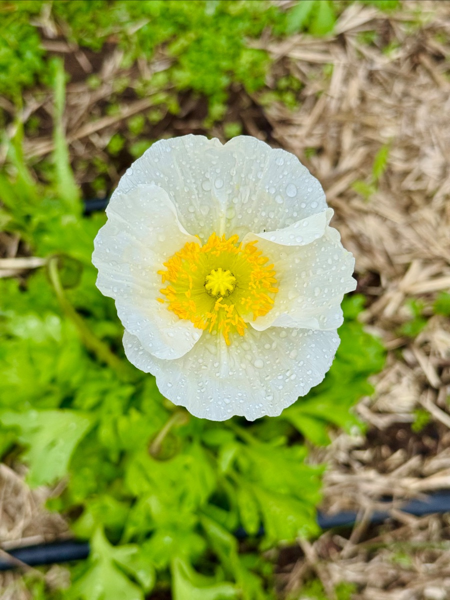Close-up of a white poppy flower covered in water droplets, with a bright yellow center. Green leaves and straw mulch are visible in the blurred background.