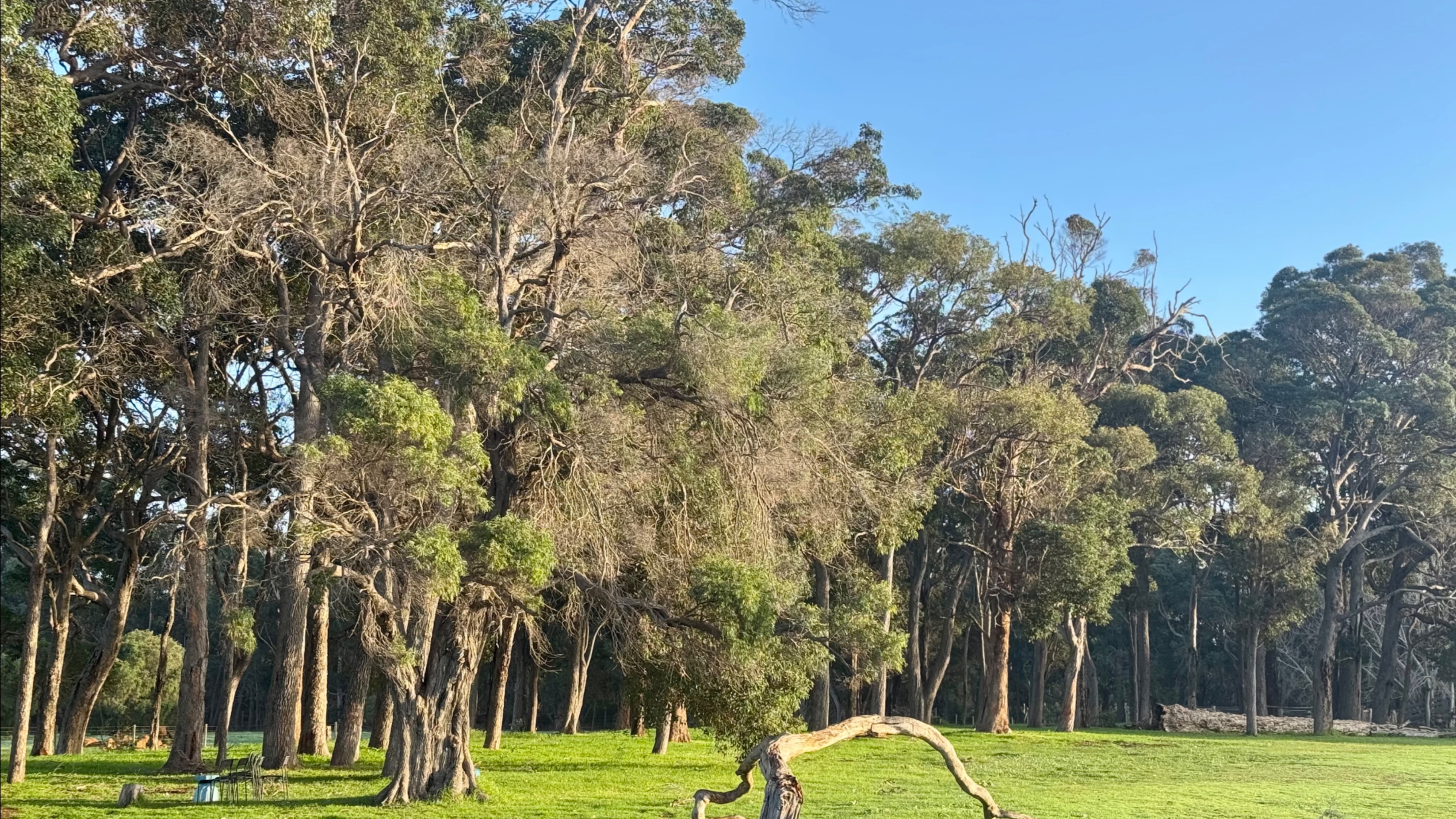 Wide view of a grassy field bordered by tall eucalyptus trees, with a large curved fallen branch in the foreground. Clear blue sky above the treetops.