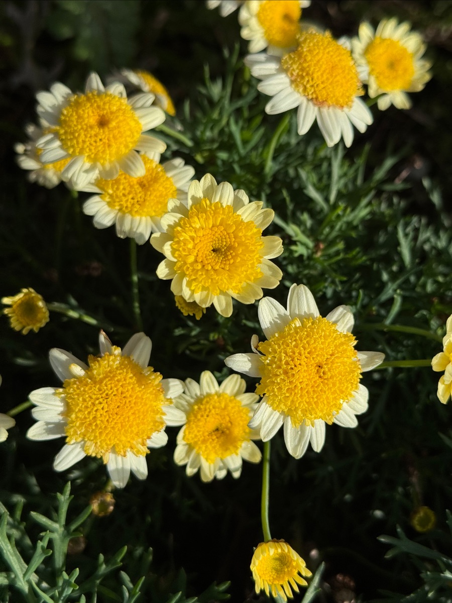 Close-up of several daisy-like flowers with large yellow centers and short white petals against dark green foliage. Sunlight highlights the blooms while the background remains shadowed.
