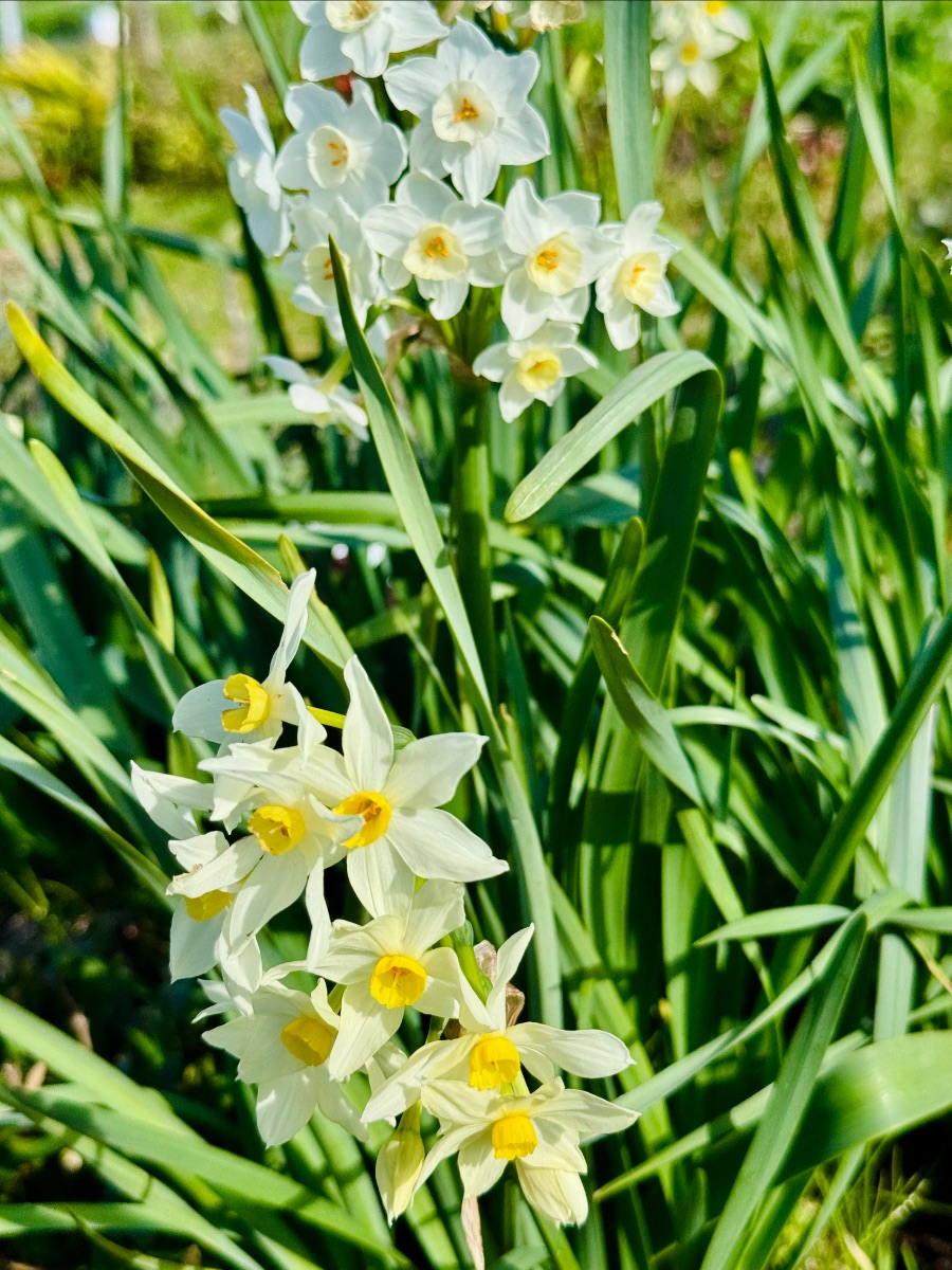 Clusters of white daffodils with yellow centers growing among long green leaves. The background is a sunlit garden with more foliage softly out of focus.