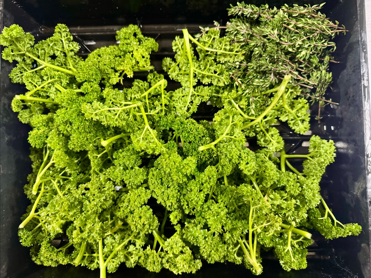 Close-up of a black plastic crate filled with fresh curly parsley. A small bunch of thyme sits in the top-right corner.