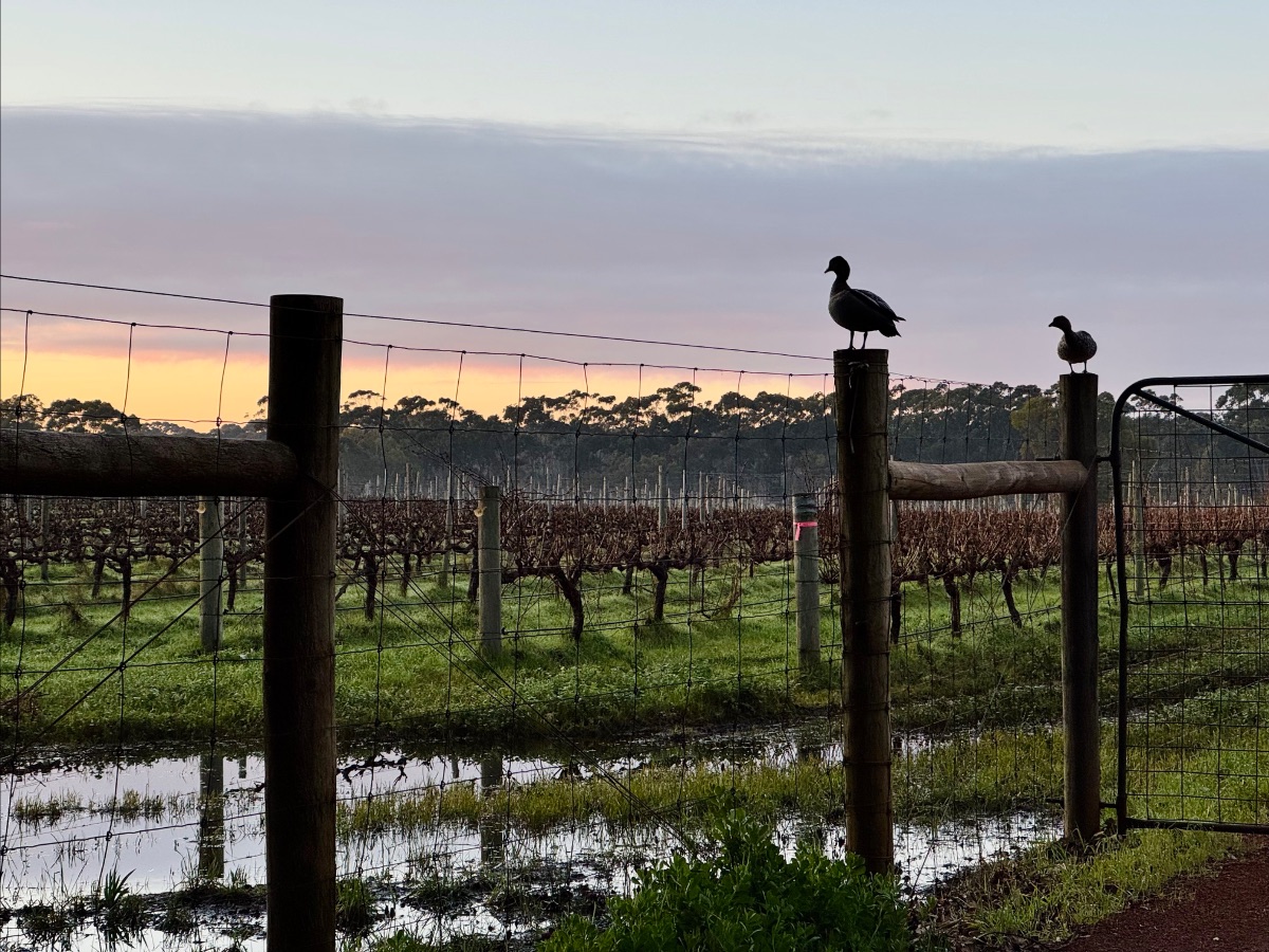Two ducks perch on wooden fence posts beside a wire fence and gate, with vineyard rows stretching behind them. A puddled grassy foreground reflects the pastel sunset sky.