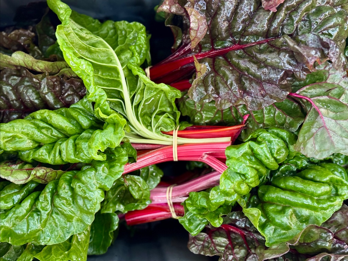 Close-up of bundled rainbow chard with bright green and deep purple leaves and red stems, tied with elastic bands. The leafy greens fill the frame against a dark background.