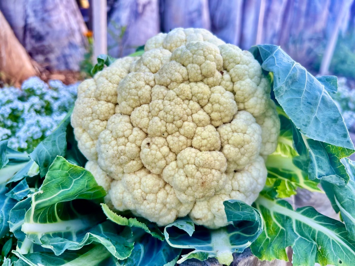 Close-up of a large white cauliflower head surrounded by green leaves. A garden bed and wooden fence are blurred in the background.