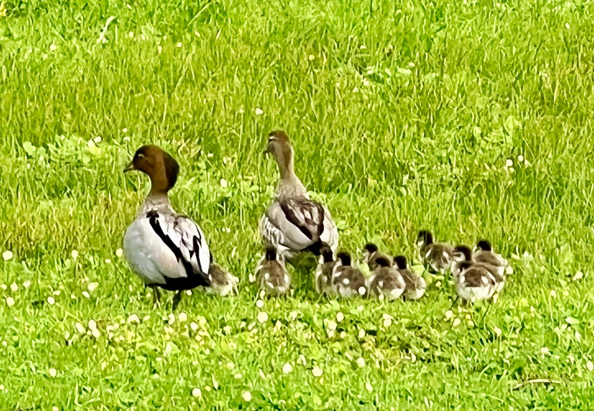 Two adult ducks stand in a grassy field while a cluster of ducklings gathers beside them. Small white flowers are scattered throughout the grass.