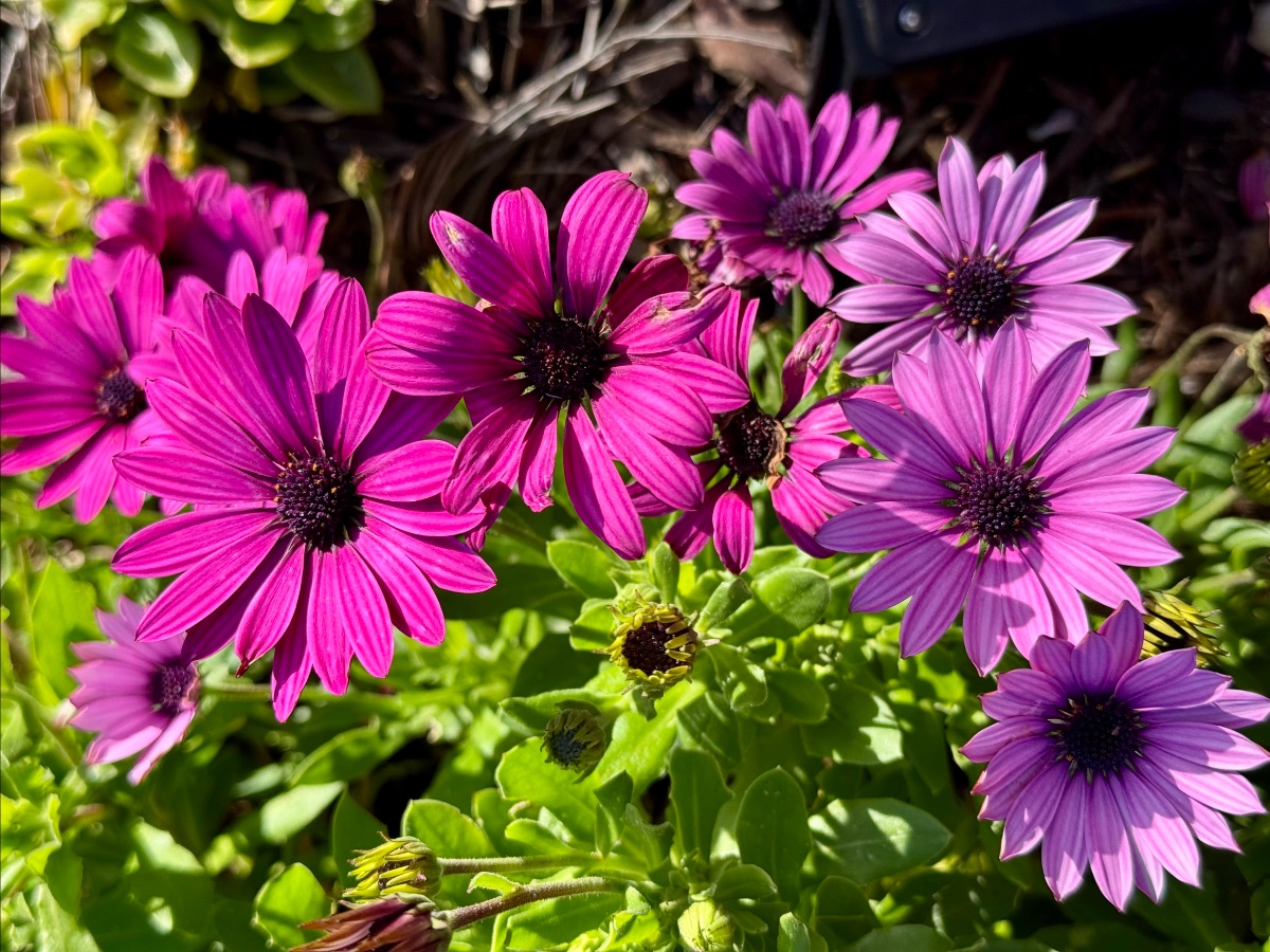 Close-up of several purple and magenta daisy-like flowers with dark centers clustered among bright green leaves. A few unopened buds are visible around the blooms.