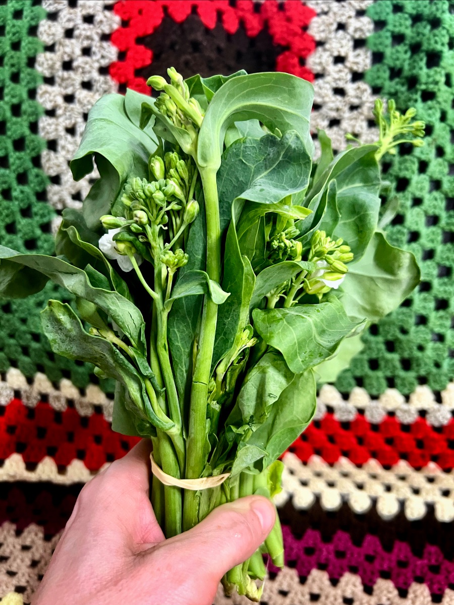 A hand holds a rubber-banded bunch of leafy green stems with small buds. The background is a colorful crocheted blanket with green, white, red, black, and purple stripes.