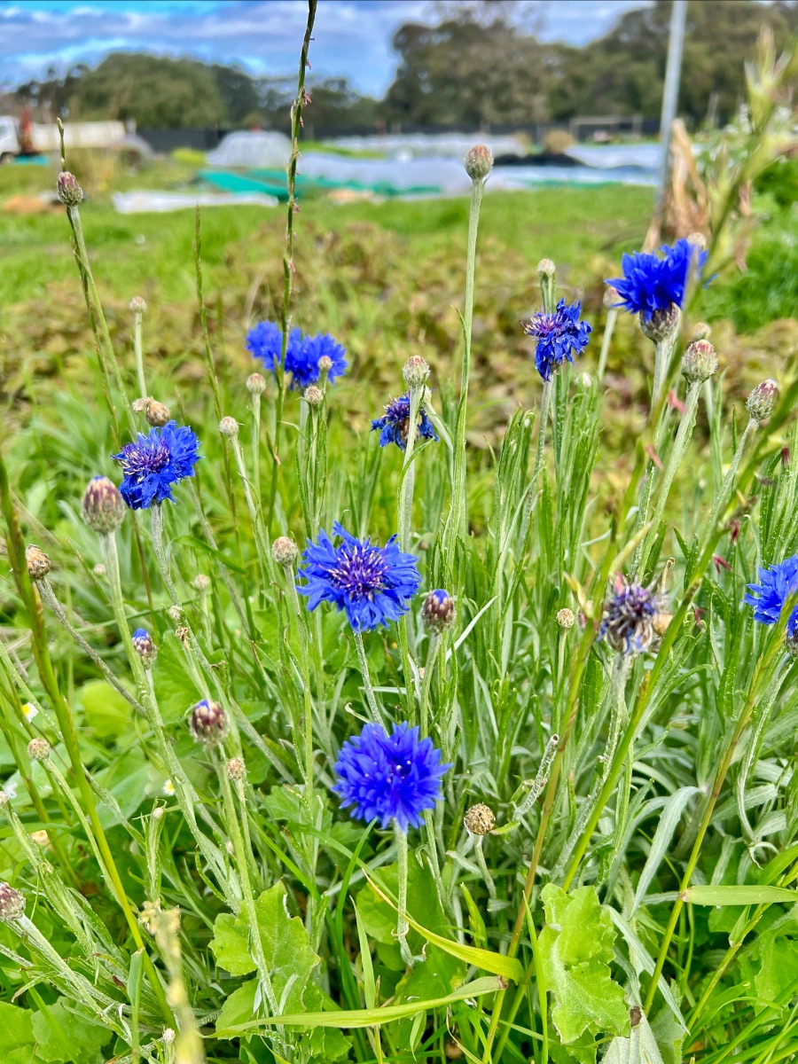 Close-up of bright blue cornflower blooms and buds among tall green grass. In the blurred background are farm fields with covered rows and trees under a cloudy sky.