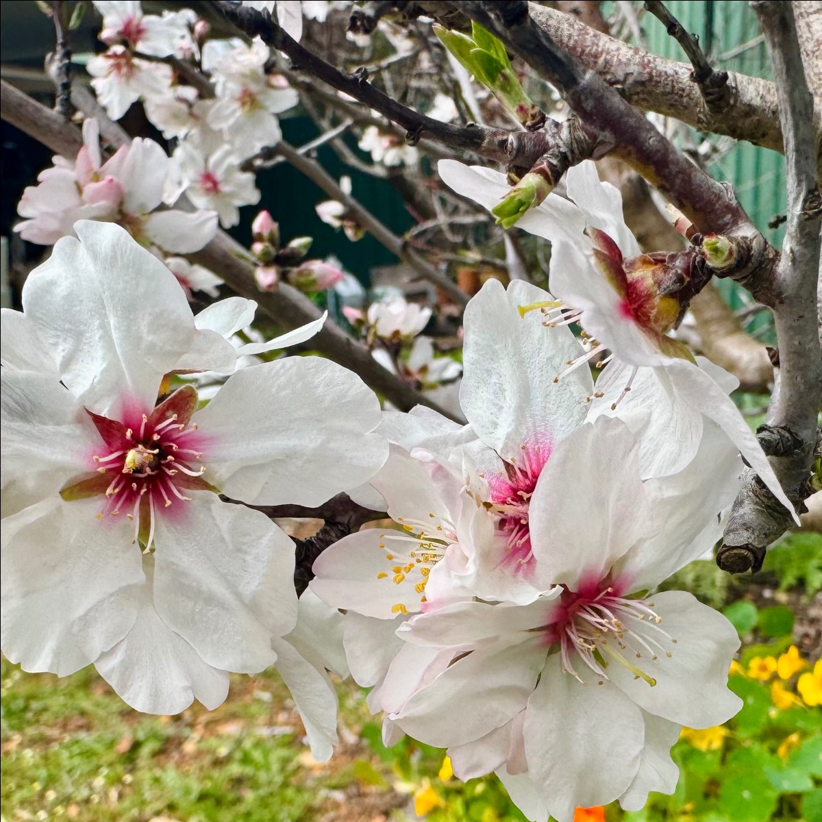 Close-up of white blossoms with pink centers and yellow stamens on tree branches, with buds and additional flowers in the background. Blurred garden greenery and a few yellow flowers appear below.