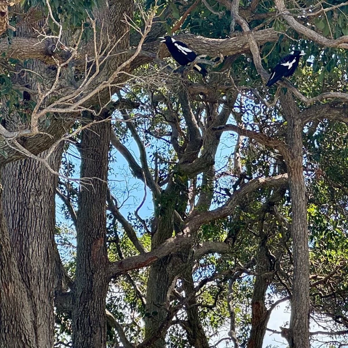 Two black-and-white birds perch on thick branches in a leafy tree canopy. Sunlight filters through the leaves and bare twigs against a blue sky.