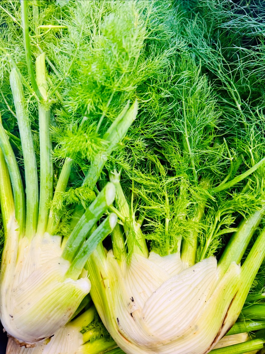Close-up of several fresh fennel bulbs with pale white bases, long green stalks, and feathery fronds filling the frame. The fennel is piled together in dense green foliage.