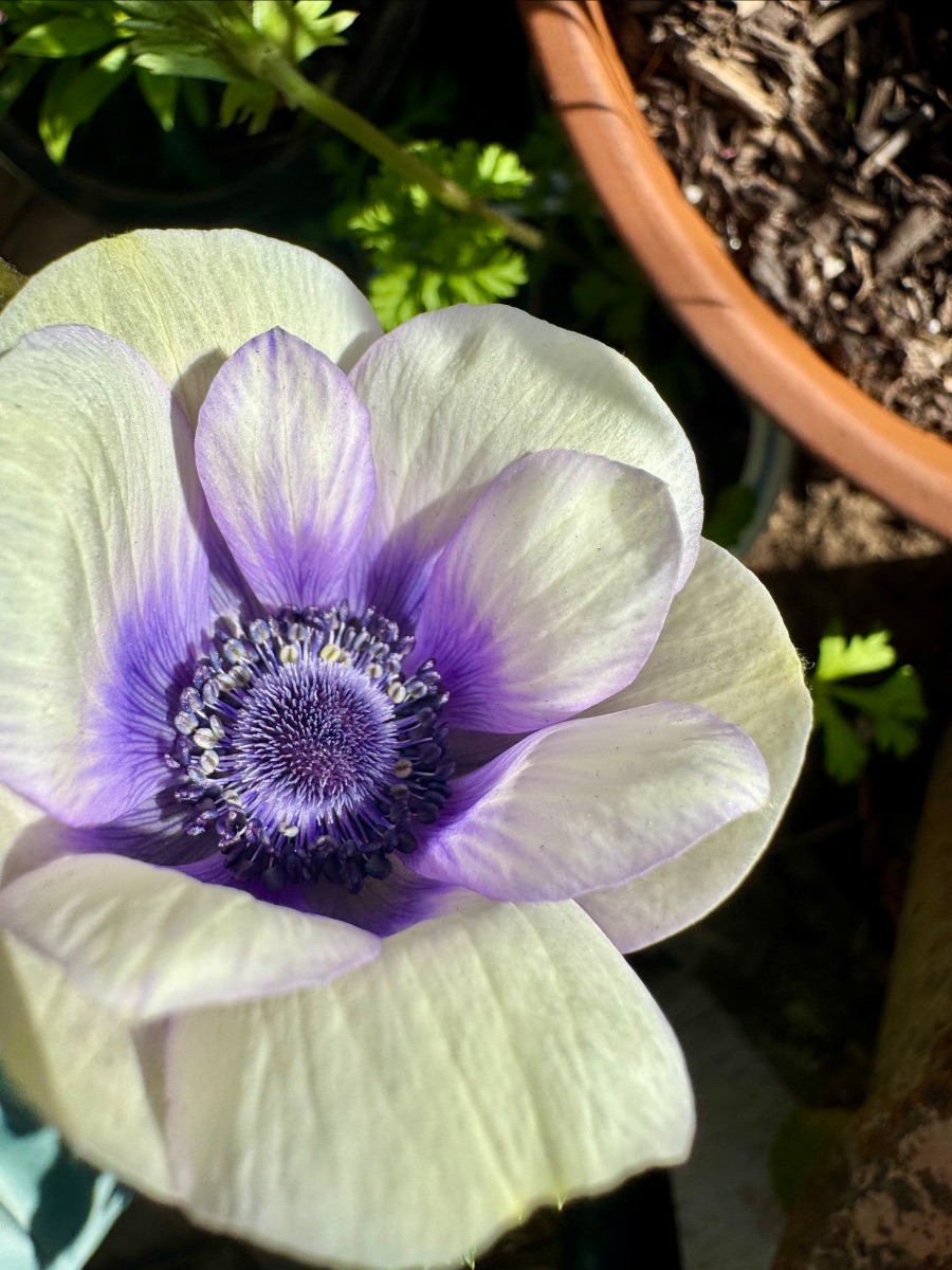 Close-up of a pale white flower with a purple center and dark stamens. A terracotta pot filled with soil and green foliage appears in the background.