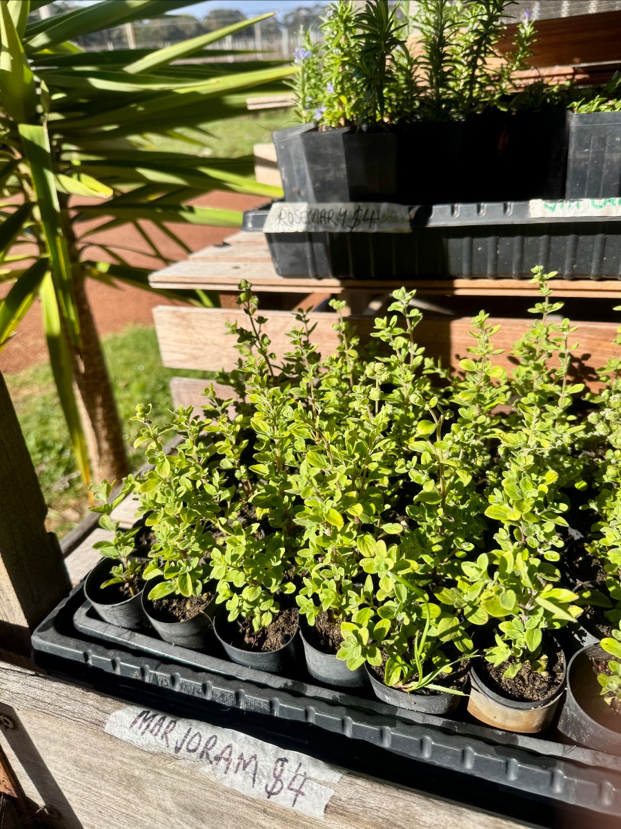 Trays of small potted herb plants sit on a wooden display shelf in bright sunlight. Handwritten labels on the shelf and tray read “Marjoram $4” and “Rosemary $4.”