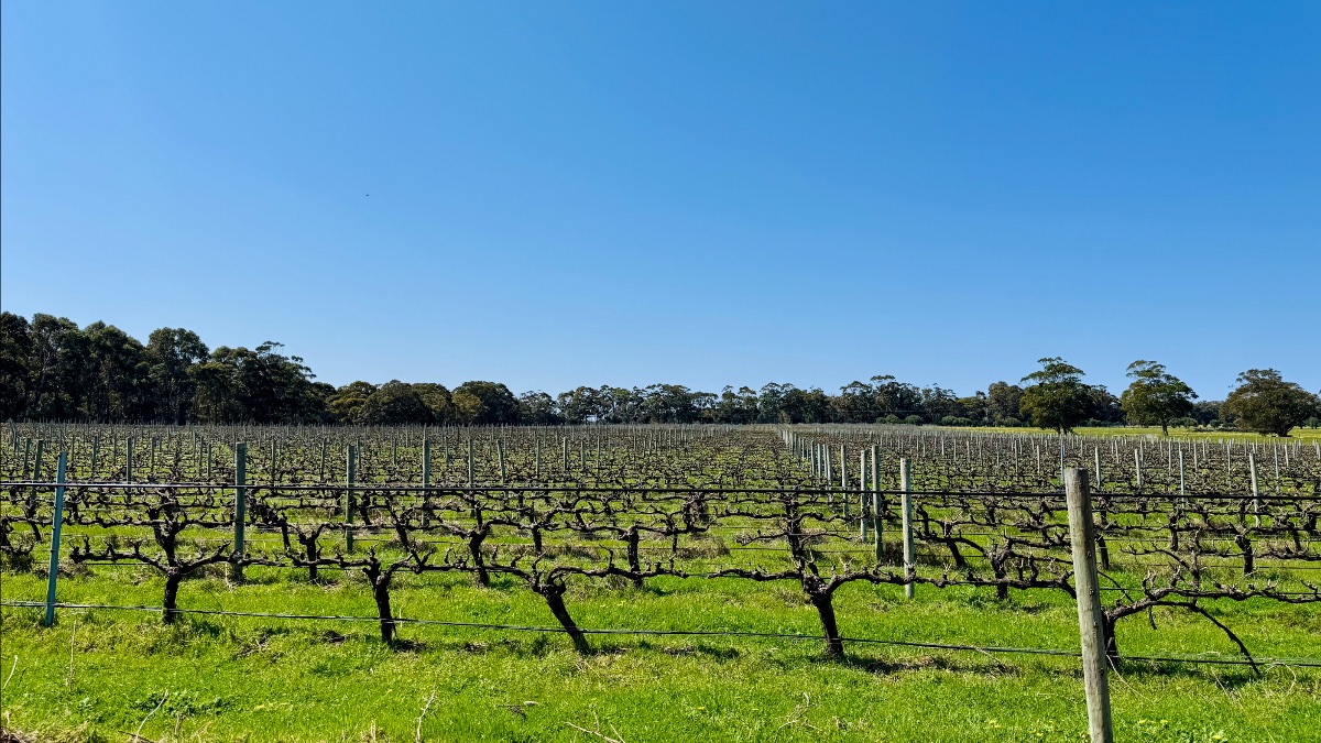 Wide view of a vineyard with rows of pruned grapevines on trellises stretching across green grass. A line of trees borders the field beneath a clear blue sky.