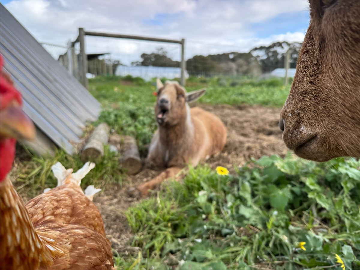 A chicken is in the foreground with a goat lying on the ground in the center of a grassy farm pen. Another goat’s face is close to the camera on the right, with fencing and sheds in the background.