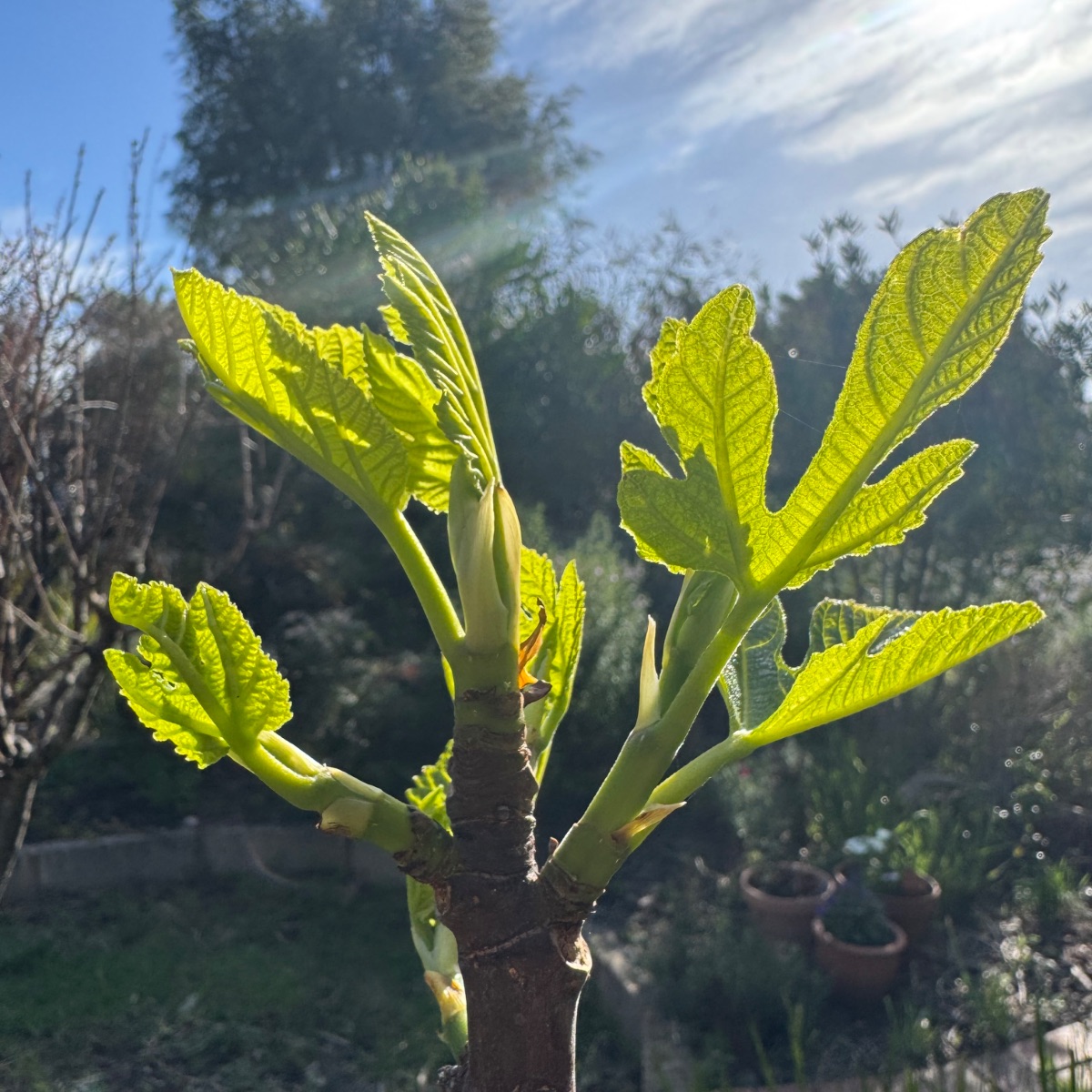 Close-up of a small tree branch with new bright green leaves and buds lit by sunlight. Blurred garden background with trees and a few plant pots under a blue sky.