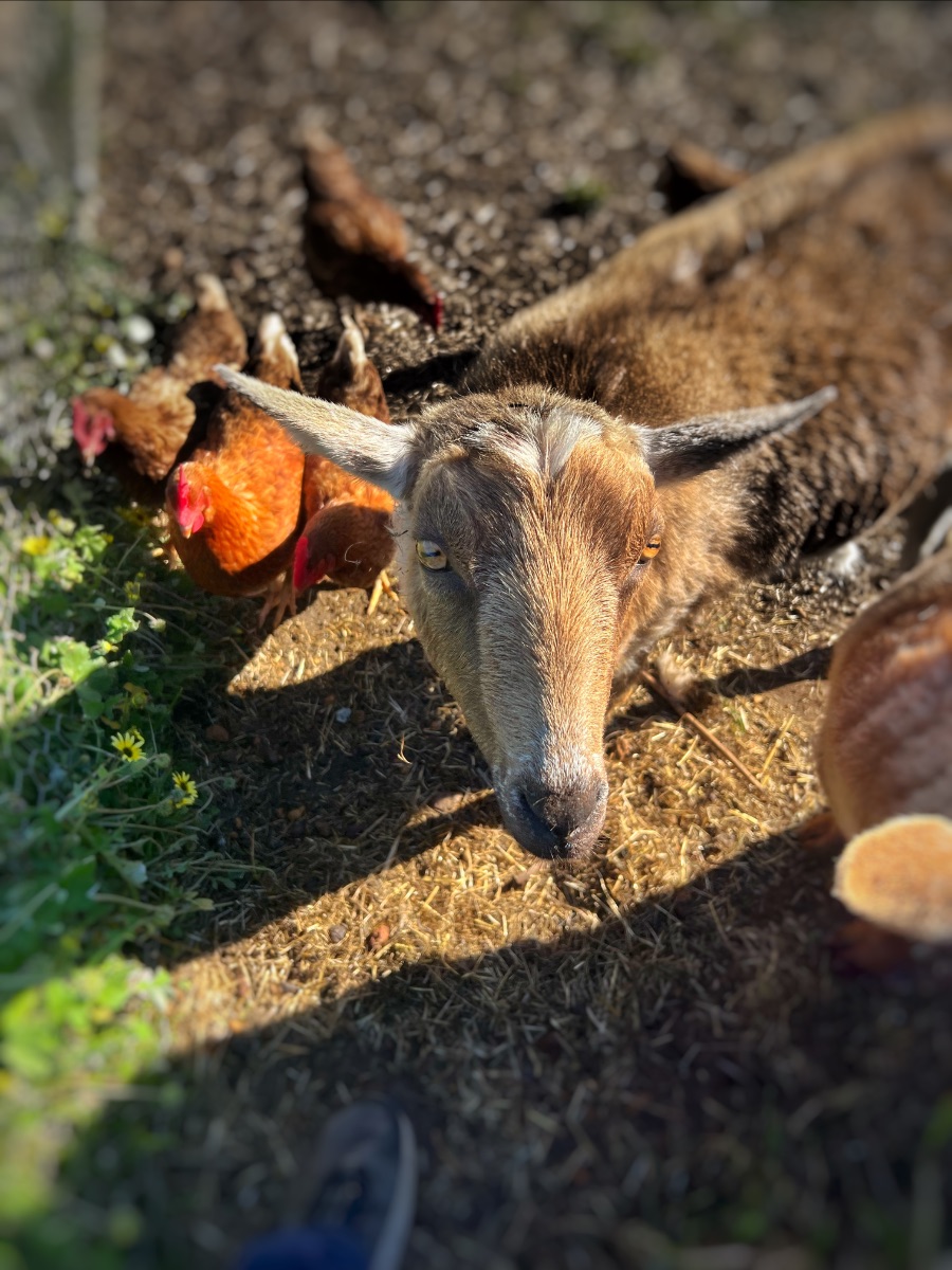 Close-up of a brown goat lying on straw and dirt, looking toward the camera with its ears outstretched. Several chickens stand nearby in the background.