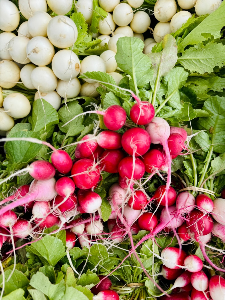 Close-up of fresh radishes with leafy green tops and tangled roots piled next to a cluster of round white turnips. The vegetables fill the frame.