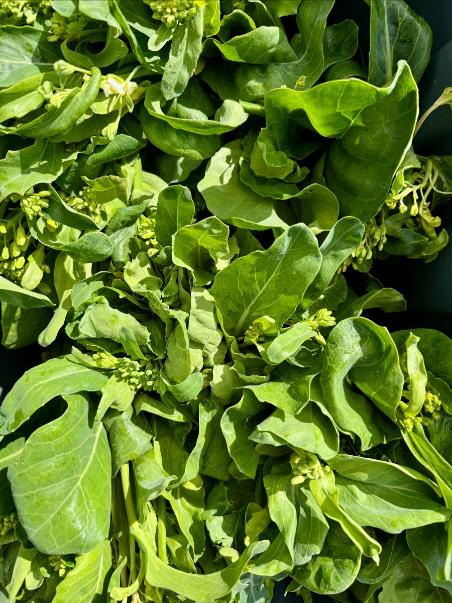 Close-up of a bin filled with fresh leafy green vegetables with stems and small budding flower clusters. The greens overlap densely and fill the frame.