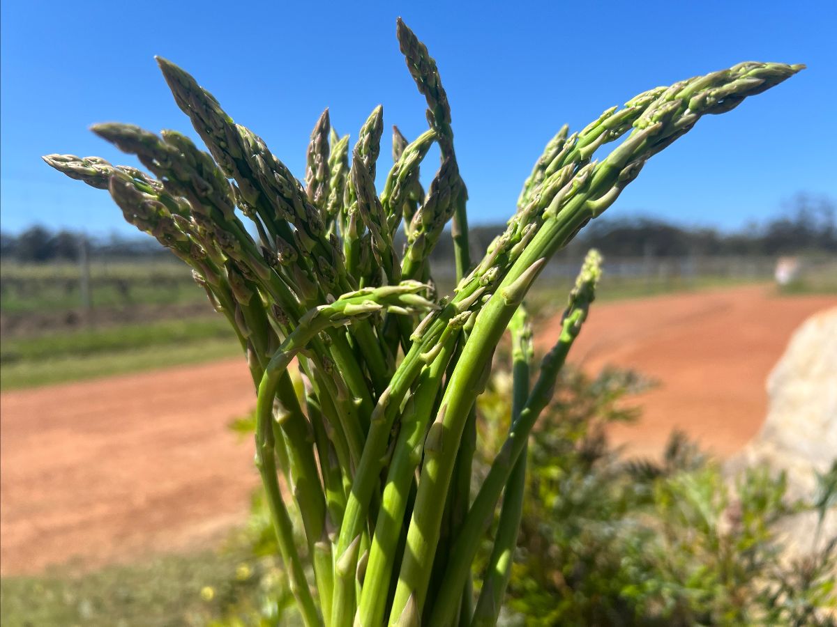 Close-up of a bunch of green asparagus spears held upright, with a dirt road and grassy fields blurred in the background under a clear blue sky.