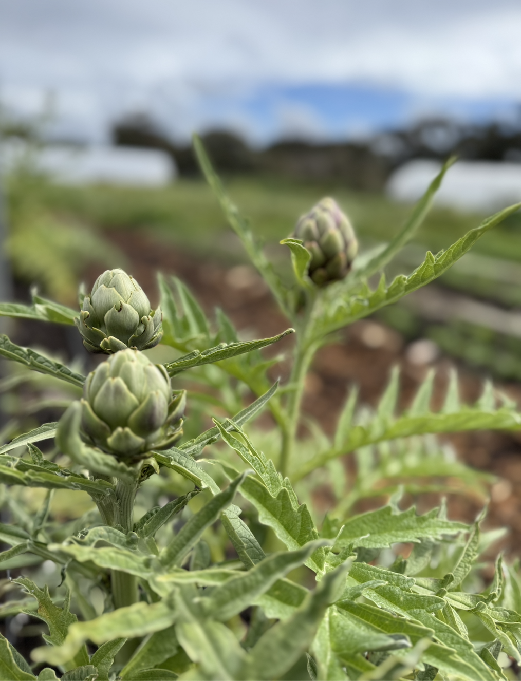 Close-up of three artichoke buds on a leafy green plant. The background is blurred, showing crop rows and white polytunnels under a cloudy sky.