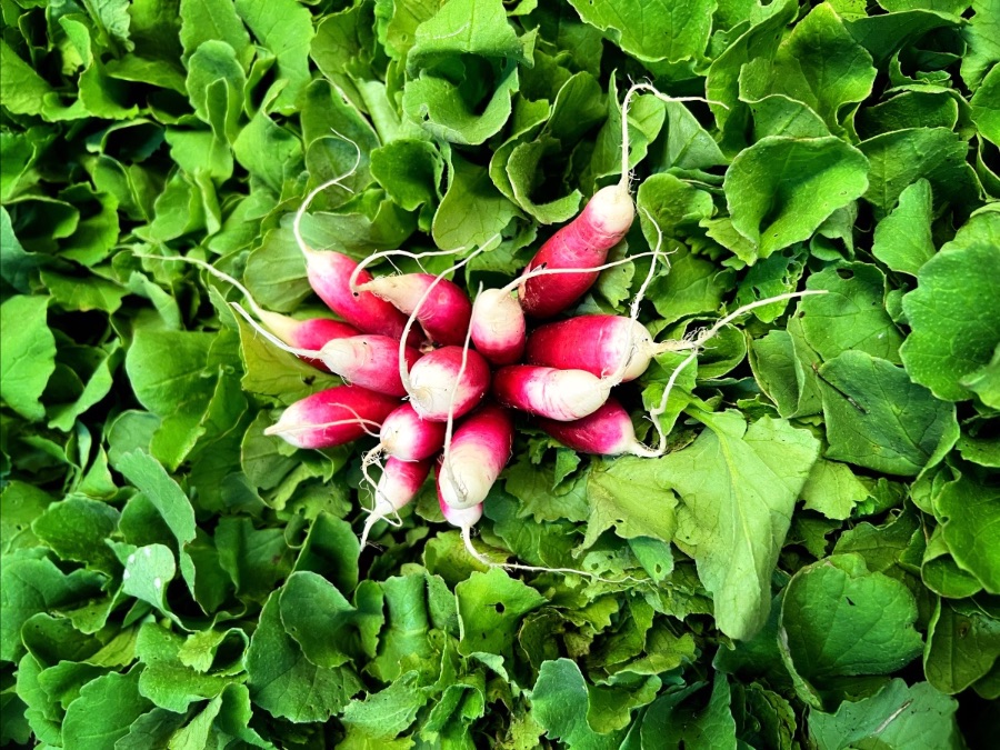 A cluster of pink-and-white radishes with thin roots sits in the center of a bed of leafy green greens. The is a close-up, filling the frame with the radishes and leaves.
