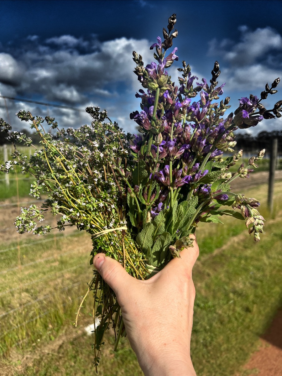 A hand holds two bundled bunches of fresh herbs: one with small white flowers and one with purple flower spikes and broad green leaves. Behind them is a grassy field with fence posts under a dark, cloudy sky.