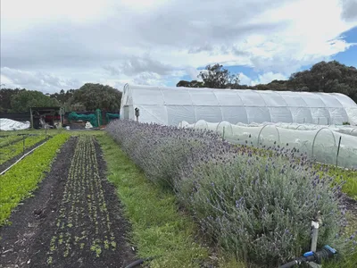 Cover image for Zucchini Harvest and Geology Talk This Week