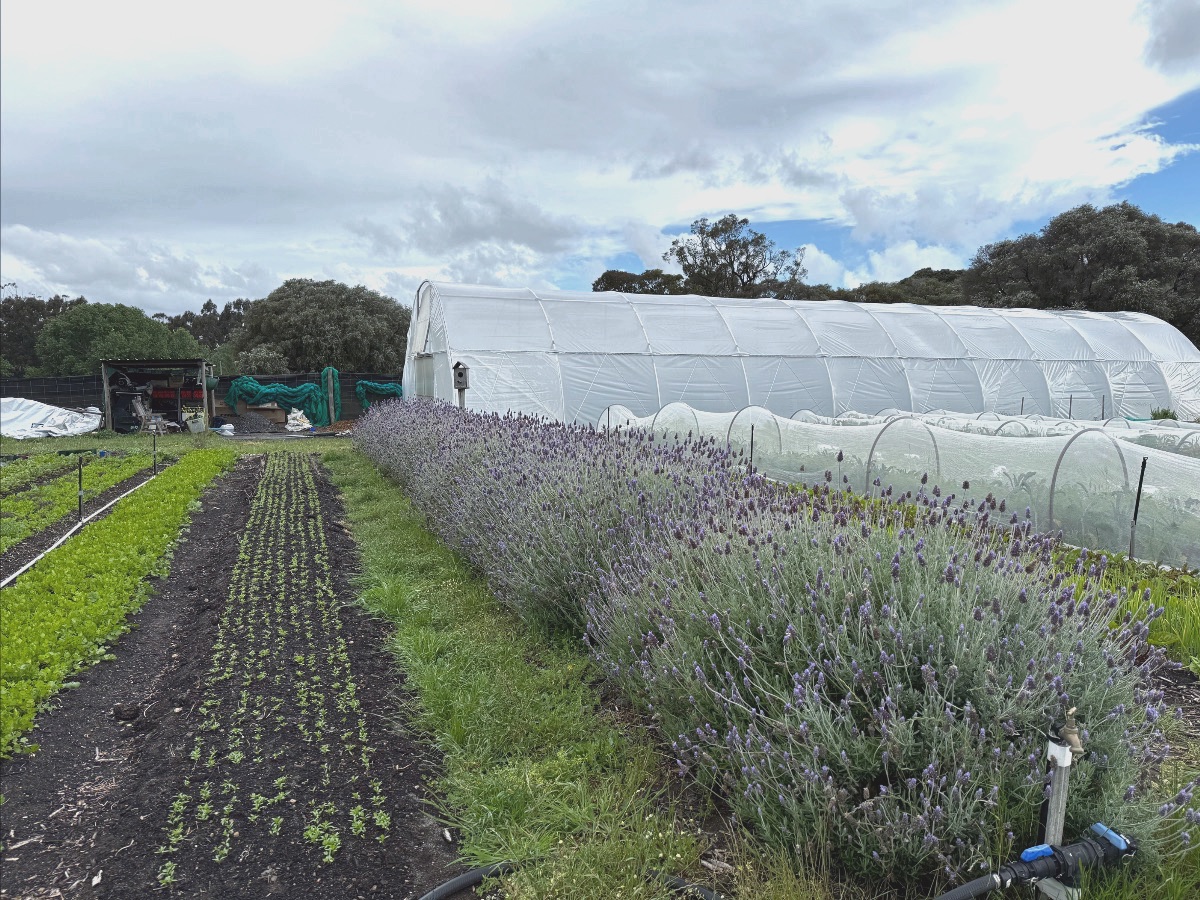 Rows of young vegetable plants and a strip of purple-flowering lavender run alongside low hoop-row covers in a field. A large white polytunnel greenhouse and a small shed sit in the background under a cloudy sky.