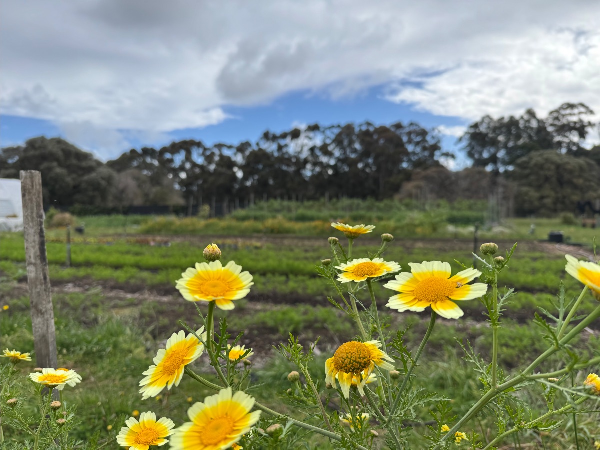 Close-up of yellow-and-white daisy-like flowers in the foreground, with blurred rows of a farm field behind them. A line of trees and a cloudy sky fill the background, with a wooden post at left.
