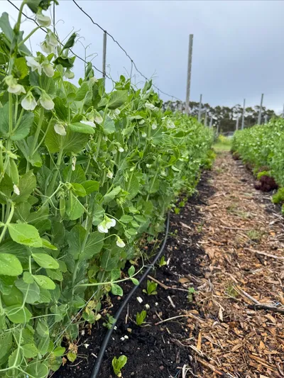 Cover image for Sugar Snaps Galore and Community Talk