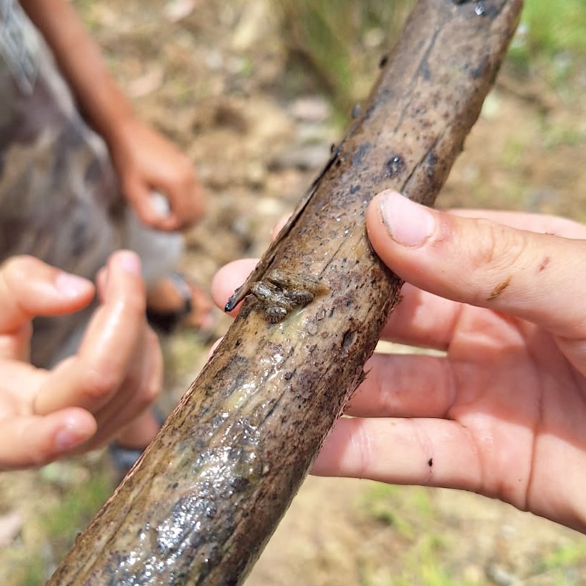 Close-up of hands holding a muddy, wet stick outdoors, with a small brown slug clinging to the bark. Another child’s hands are visible in the blurred background.