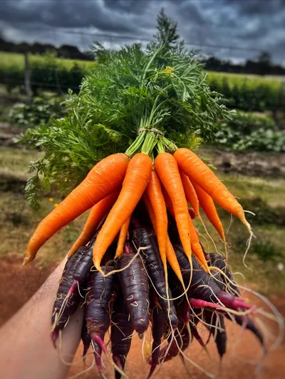 Cover image for Carrots and Seedlings Ready This Week