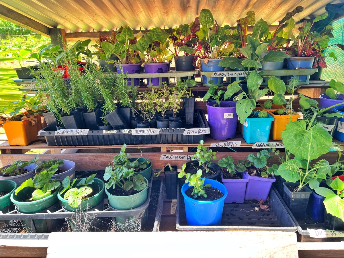 Shelves under a corrugated roof are packed with seedlings and herbs in colorful pots and black trays. Handwritten labels on the shelves include “Rosemary,” “Thyme,” “Basil,” “Eggplant,” and “Rainbow Swiss chard.”
