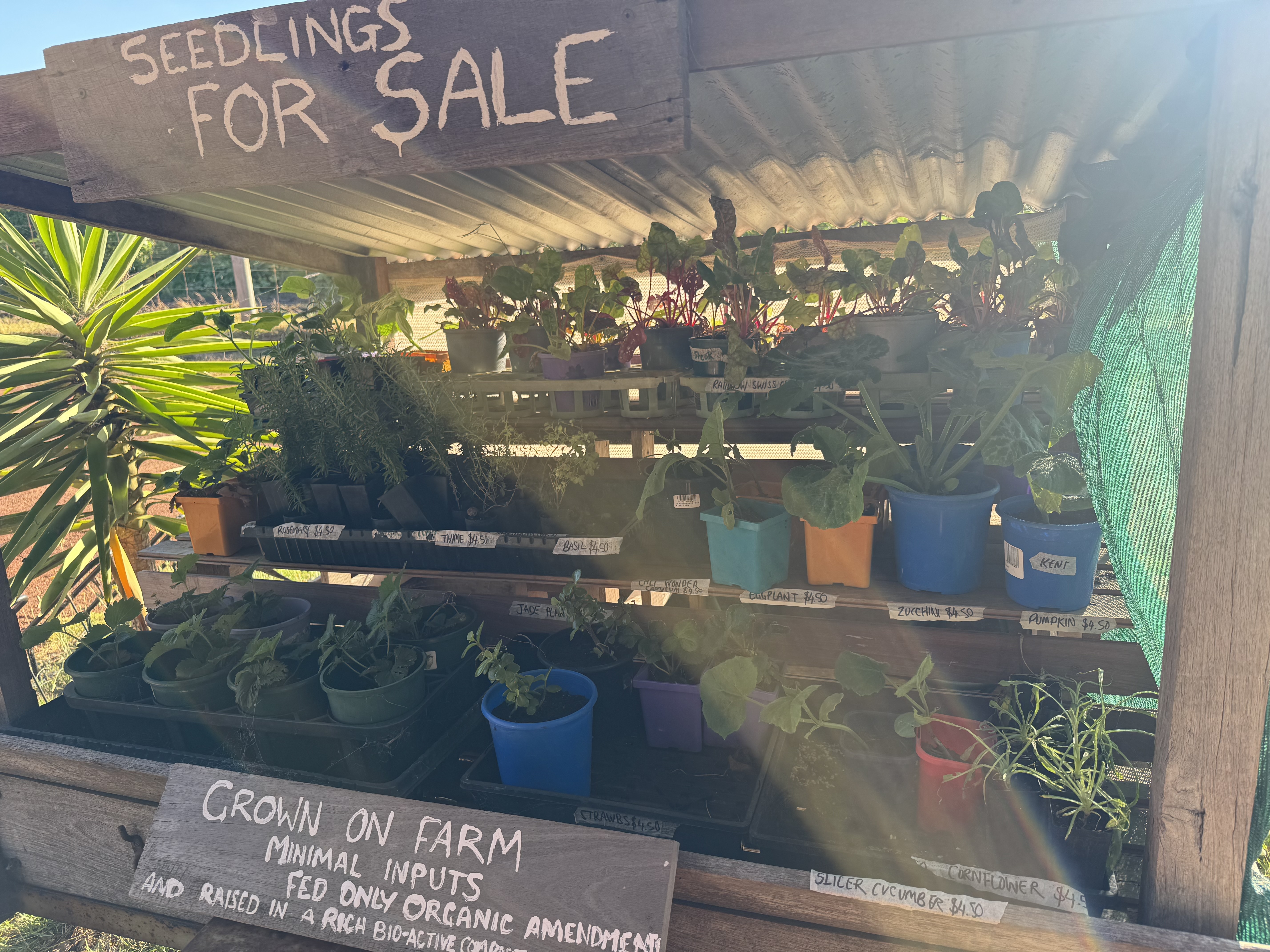 Wooden plant stand under a corrugated roof labeled “Seedlings for Sale,” filled with assorted potted seedlings and herbs on shelves. A chalkboard-style sign on the front reads “Grown on Farm,” with sun glare across the plants.