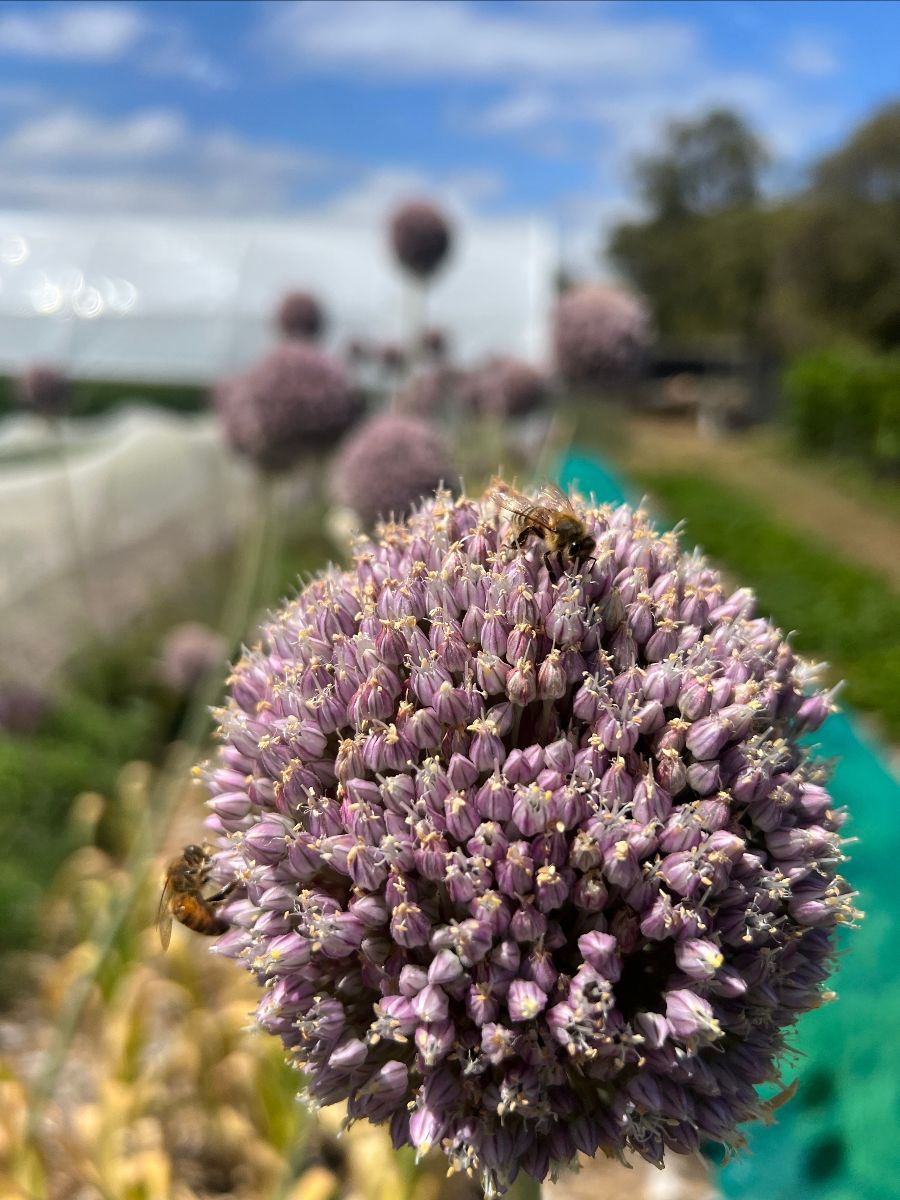 Close-up of a purple allium flower head with bees on it, with more allium blooms blurred in the background. A farm field with a greenhouse tunnel and trees sits under a blue sky.