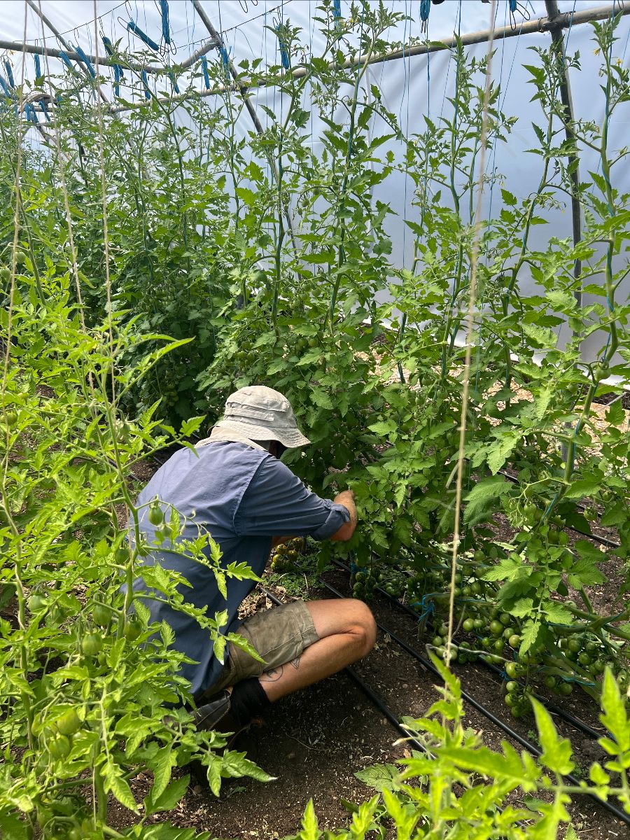 A person crouches between rows of tall tomato plants inside a greenhouse, reaching into the foliage near clusters of green tomatoes. Strings and trellis supports hang overhead, with irrigation lines on the soil.