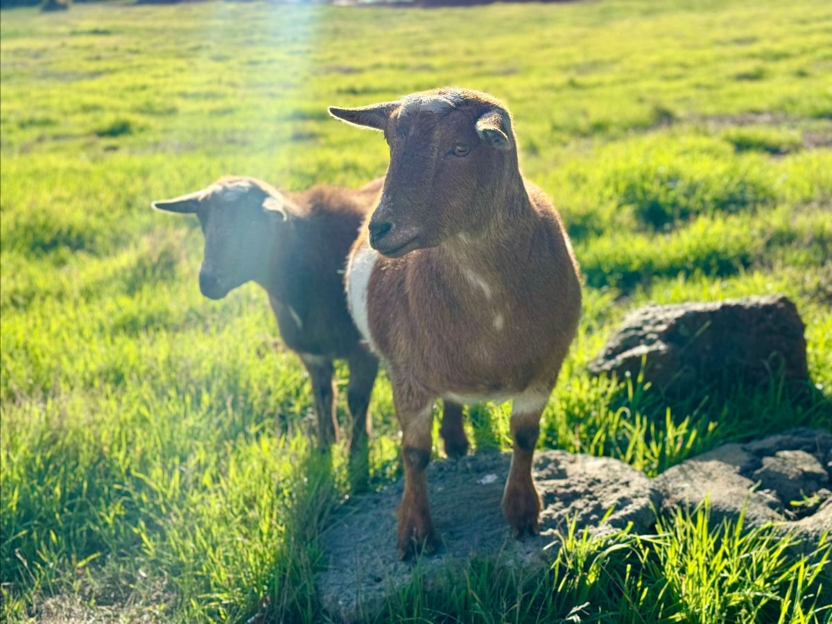 Two brown sheep stand in a sunlit green pasture, with the nearer sheep in sharp focus and the other slightly behind. Rocks and tall grass fill the foreground.