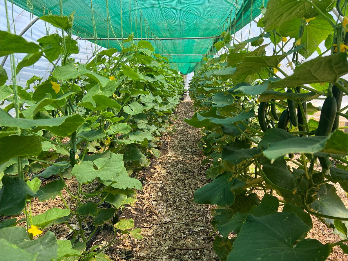 View down a narrow aisle inside a greenhouse, with leafy cucumber vines and hanging cucumbers growing on both sides. A green shade net stretches overhead above the plants and woodchip-covered path.