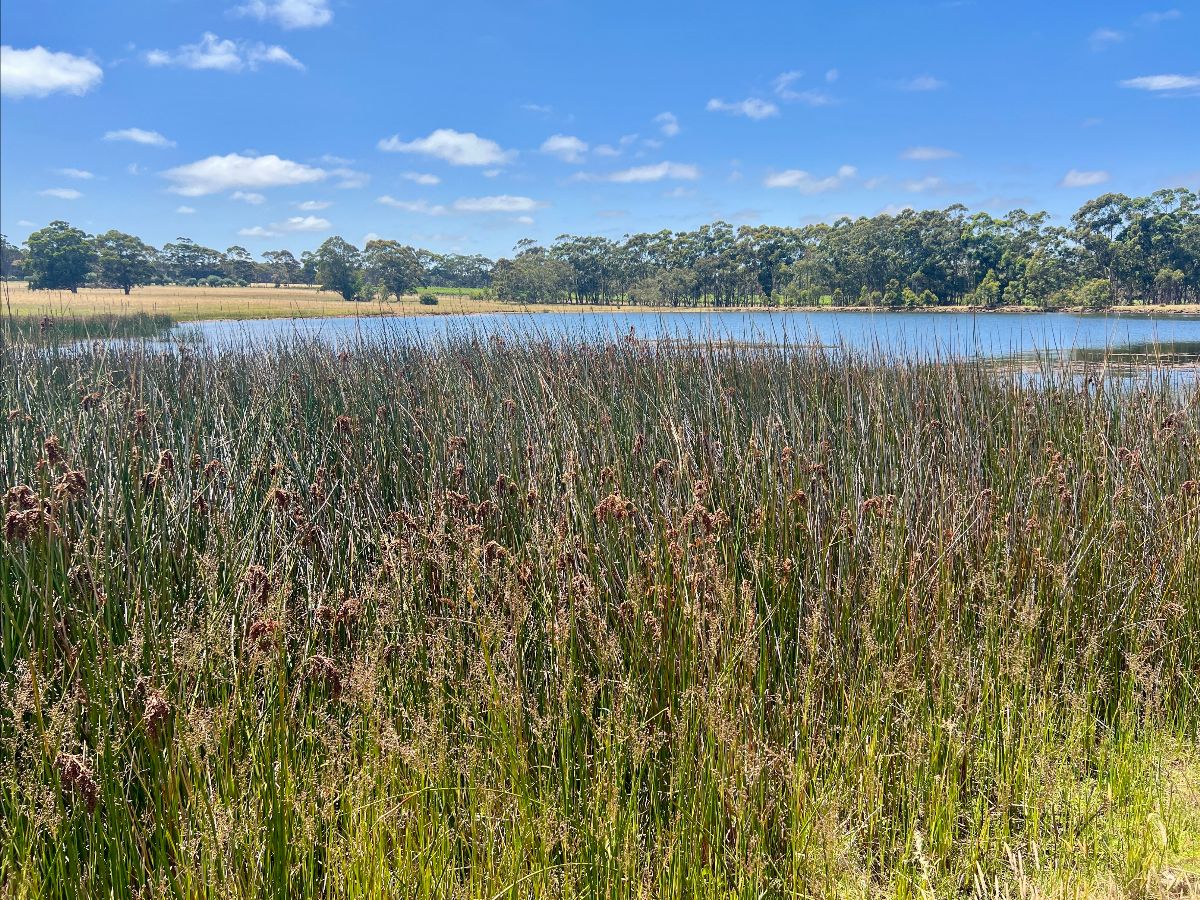 Tall reeds and grasses fill the foreground beside a calm lake. A line of trees and open fields sit under a blue sky with scattered clouds in the background.